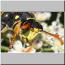 Polistes dominula - Haus-Feldwespe m08a.jpg